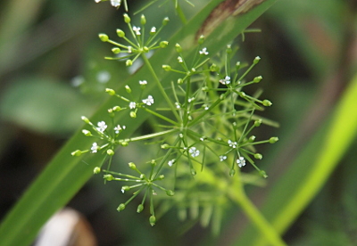 [The closed flower blooms are mostly green with a tip of white at the top. Only a few of the flower are completely open at the top of this clump, so this image is mostly teeny green bulbs.]